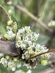 Cuscuta pentagona