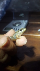Leptodactylus fragilis