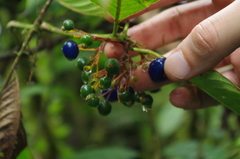 Palicourea anderssoniana