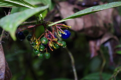 Palicourea anderssoniana