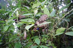 Palicourea anderssoniana