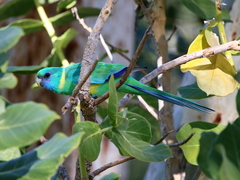 Barnardius zonarius macgillivrayi