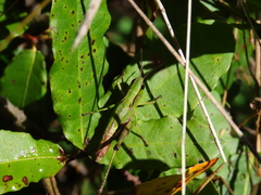 Phaneroturis tantillus