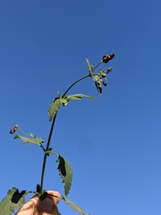 Scrophularia atrata
