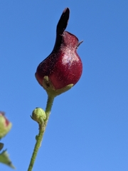 Scrophularia atrata