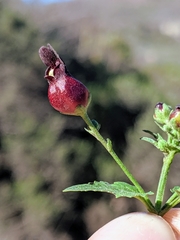 Scrophularia atrata