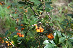 Berberis ilicifolia