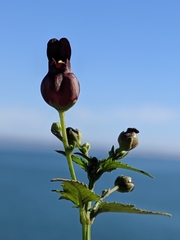 Scrophularia atrata