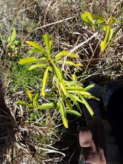 Myrsine cubana