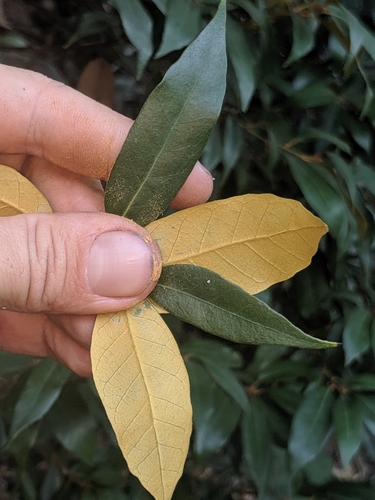 Golden chinquapin