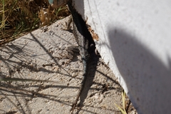 Sceloporus occidentalis becki