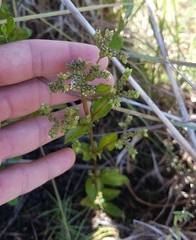 Mitreola