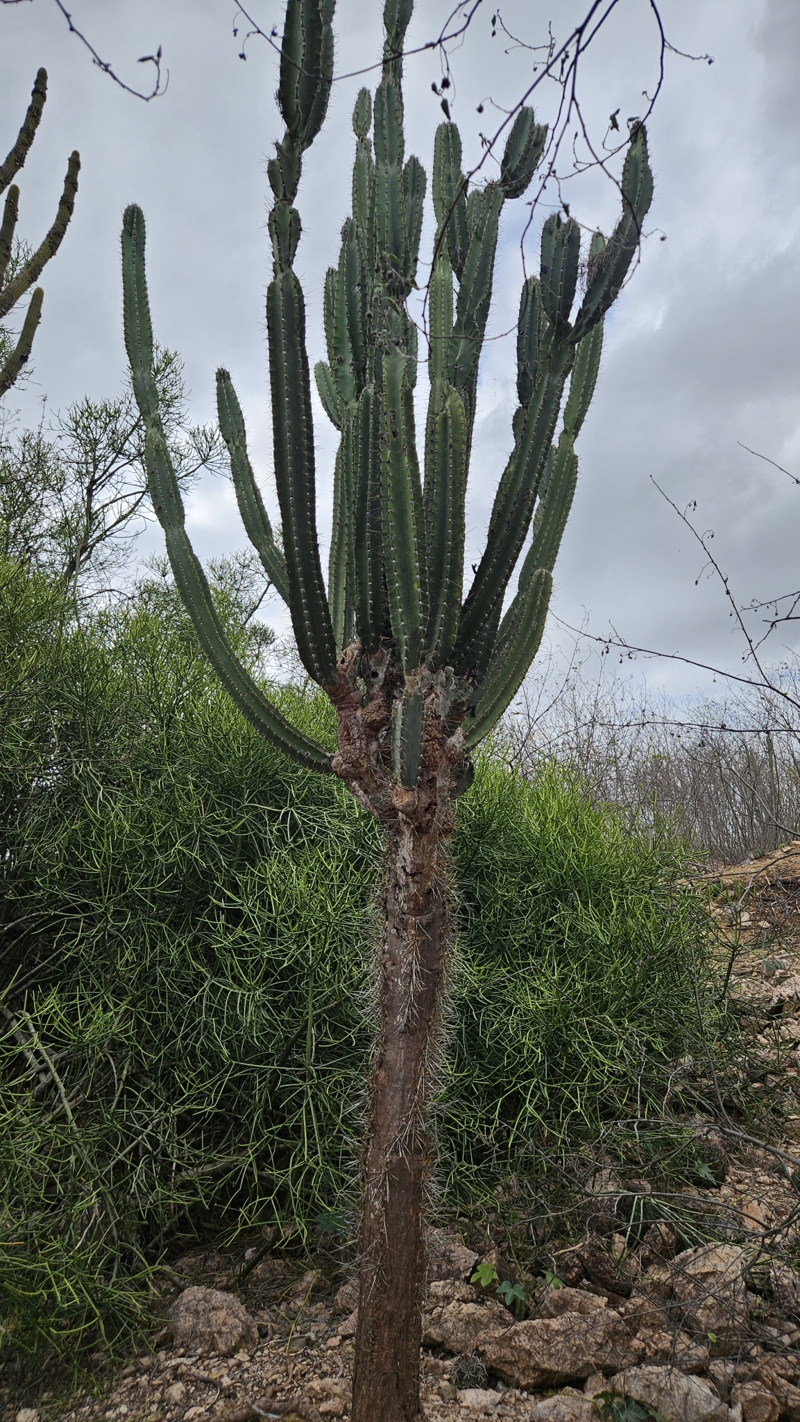 Cereus jamacaru