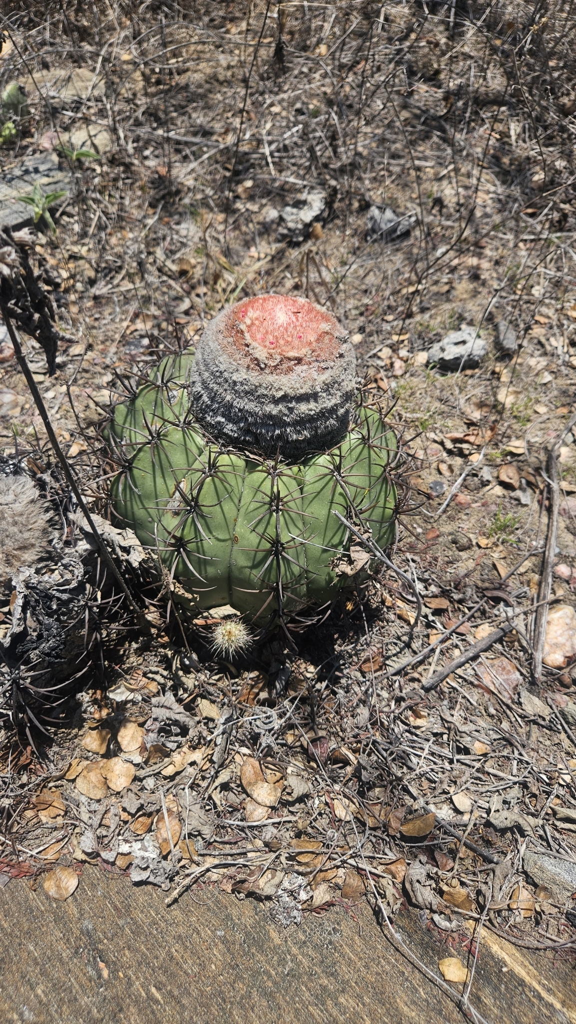 Melocactus zehntneri