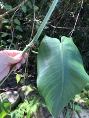 Philodendron consanguineum
