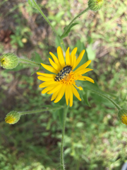 Acmaeodera