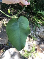 Philodendron consanguineum