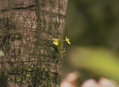 Erycina
