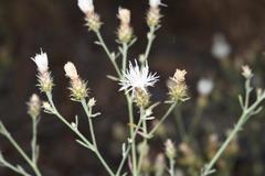 Centaurea diffusa