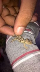 Sceloporus utiformis