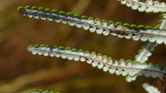 Gleichenia inclusisora