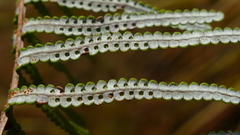 Gleichenia inclusisora