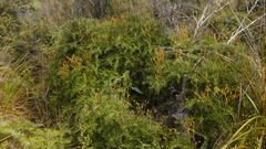 Gleichenia inclusisora