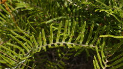 Gleichenia inclusisora