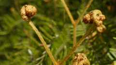 Gleichenia inclusisora