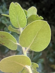 Arctostaphylos crustacea