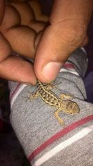 Sceloporus utiformis