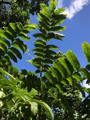Zanthoxylum martinicense