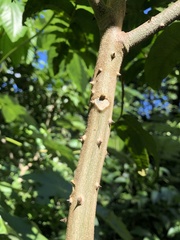 Zanthoxylum martinicense