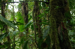 Anthurium ovatifolium