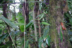 Anthurium ovatifolium