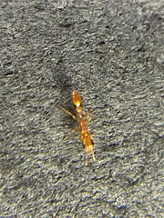 Pseudomyrmex simplex