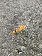 Pseudomyrmex simplex