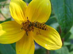 Ochraethes pollinosus