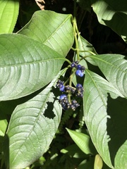 Palicourea brachiata