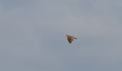 Alauda arvensis arvensis