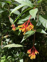 Palicourea croceoides