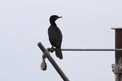 Nannopterum brasilianum