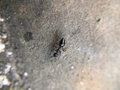 Formicidae