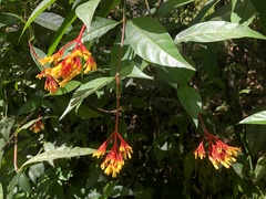 Palicourea croceoides