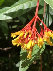 Palicourea croceoides