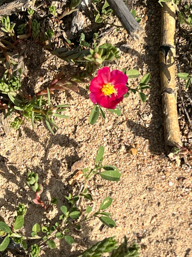 Portulaca umbraticola
