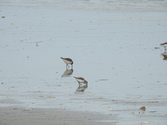 Calidris fuscicollis