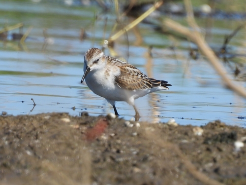 Correlimos menudo (Calidris minuta)