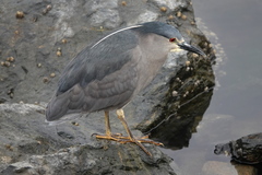 Nycticorax nycticorax