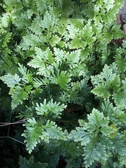 Selaginella plana